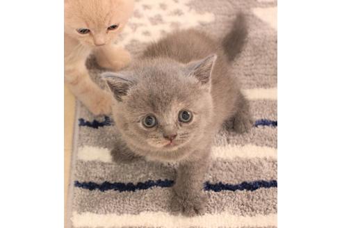 成約済の大阪府のスコティッシュフォールド-7447